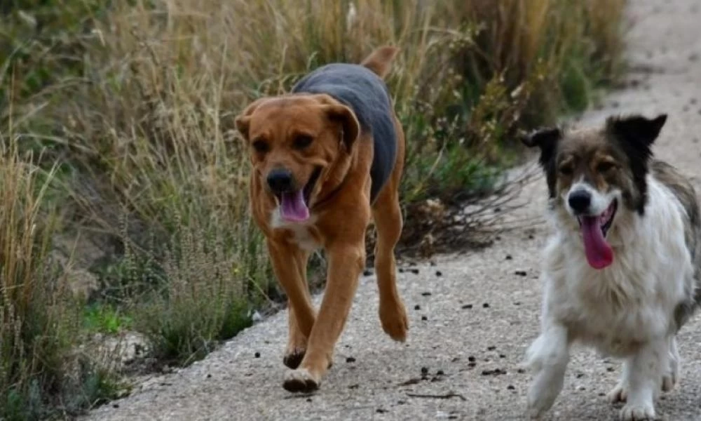 Αγέλες σκύλων επιτίθενται σε περαστικούς στο Σέιχ Σου